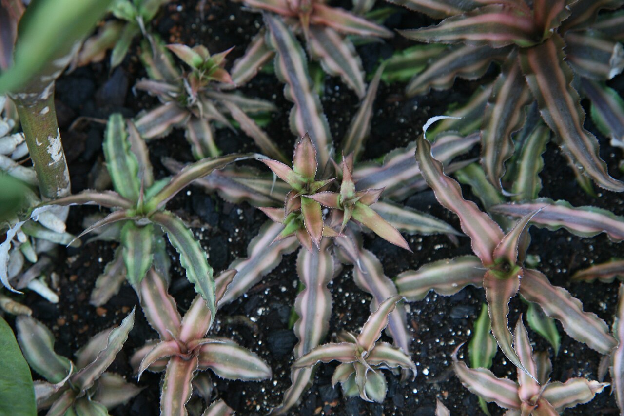 Earth star: Location taken: Longwood Gardens, Kennett Square, Pennsylvania.. Names: Cryptanthus bivittatus (Hook.) Regel, Earth Star, Starfish Plant, 絨葉小鳳 Classification: P