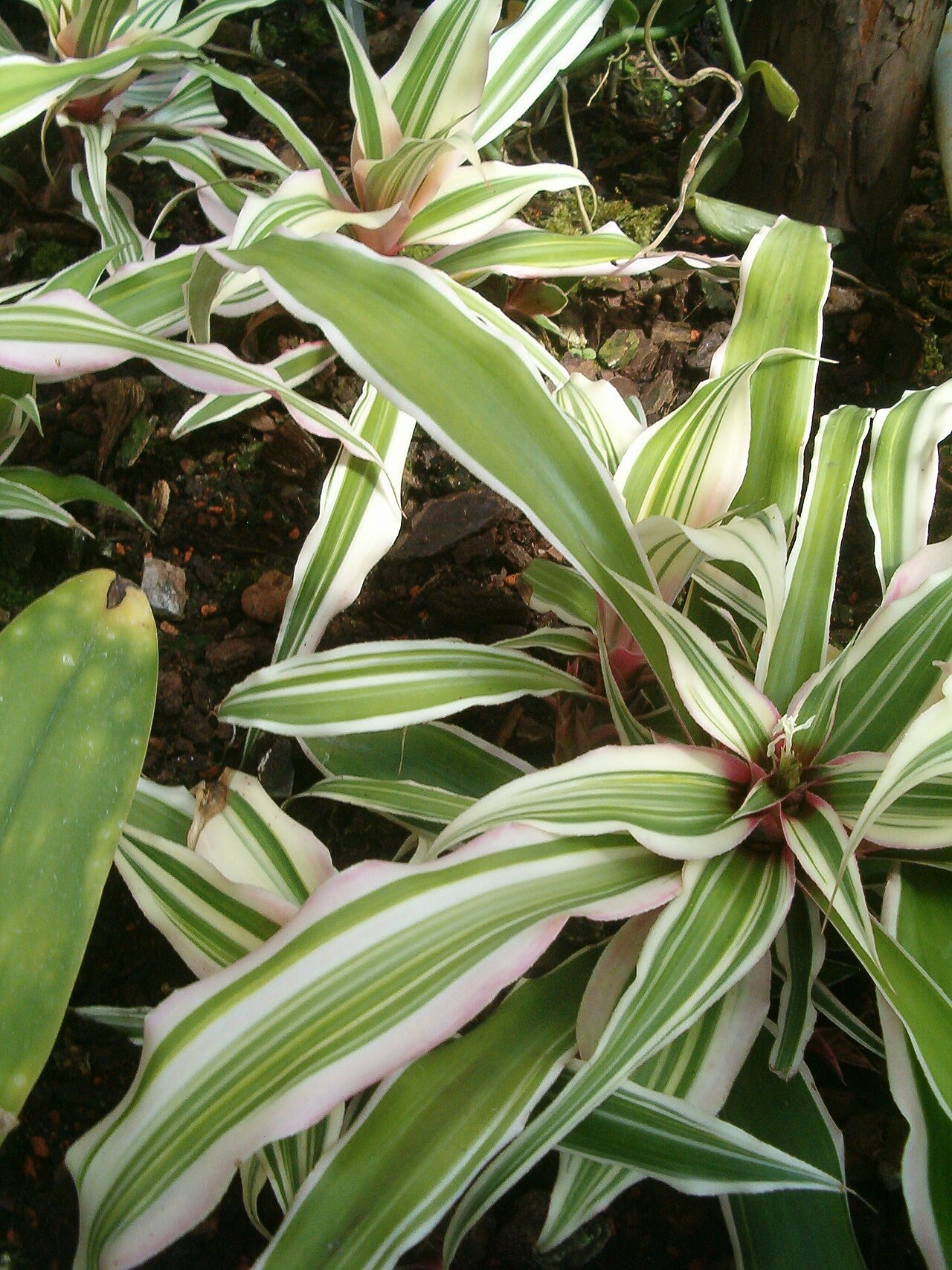 Cryptanthus bromelioides: At Botanical Gardens Berlin-Dahlem Species Cryptanthus bromelioides cv. 'Tricolor'