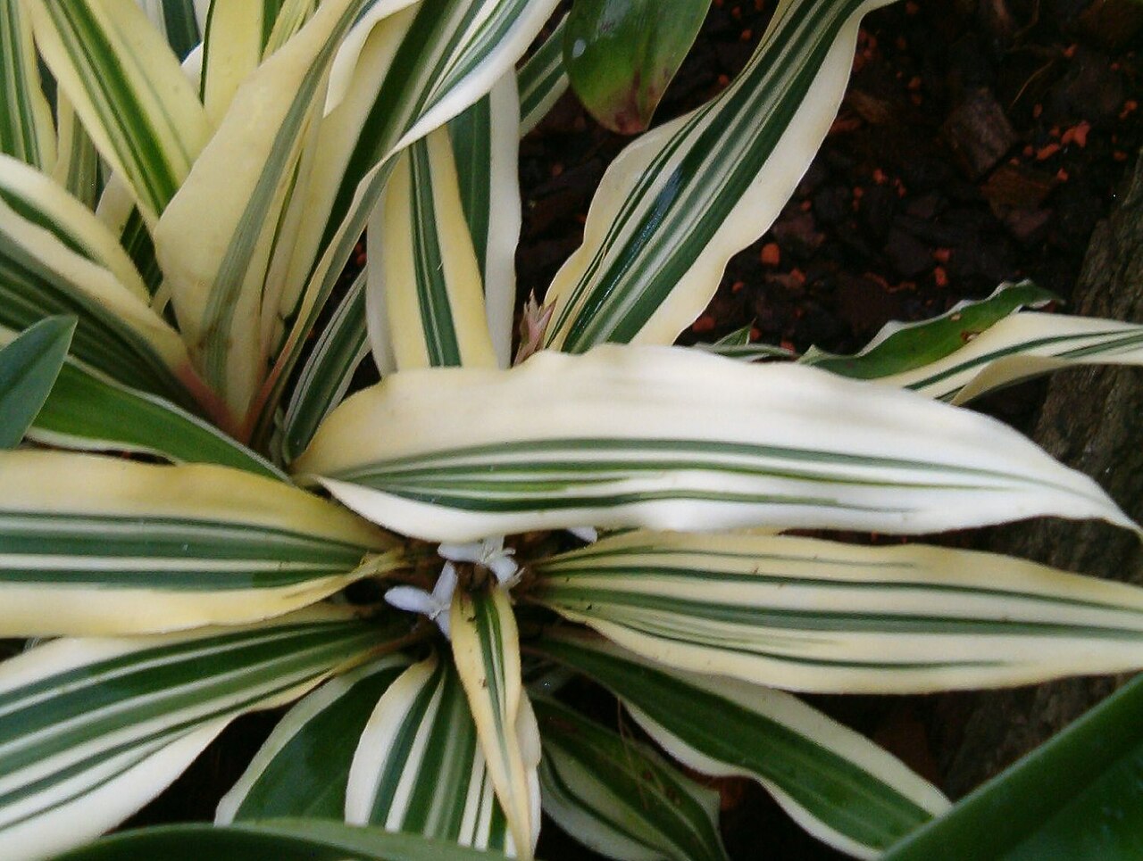 Cryptanthus bromelioides: Location: Botanical Gardens Berlin Dahlem Habitus and Inflorescence