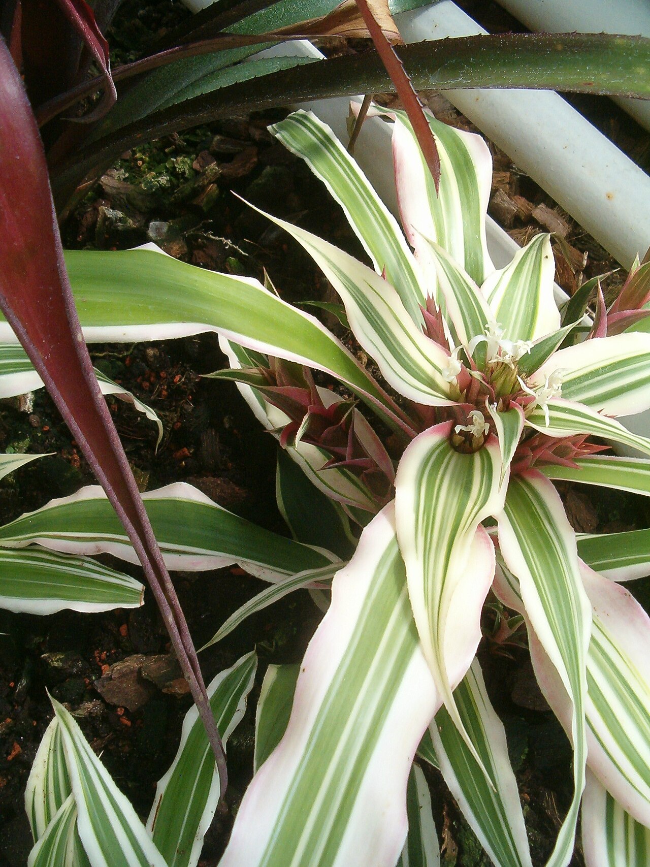 Cryptanthus bromelioides: At Botanical Gardens Berlin-Dahlem Species Cryptanthus bromelioides cv. 'Tricolor'