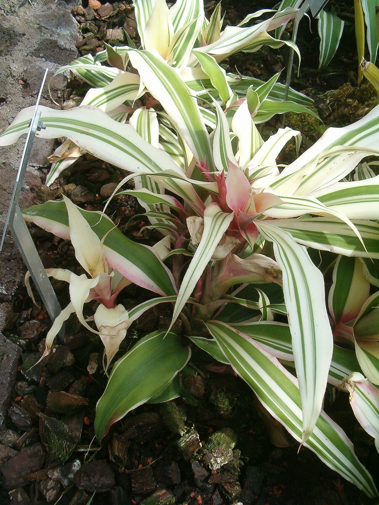 Cryptanthus bromelioides: At Botanical Gardens Berlin-Dahlem Species Cryptanthus bromelioides cv. 'Tricolor'