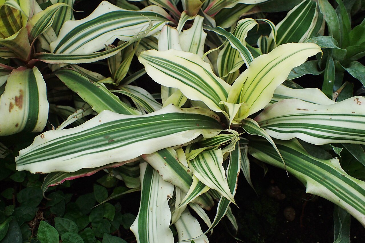 Cryptanthus bromelioides: Cryptanthus bromelioides var. tricolor in Wrocław University Botanical Garden