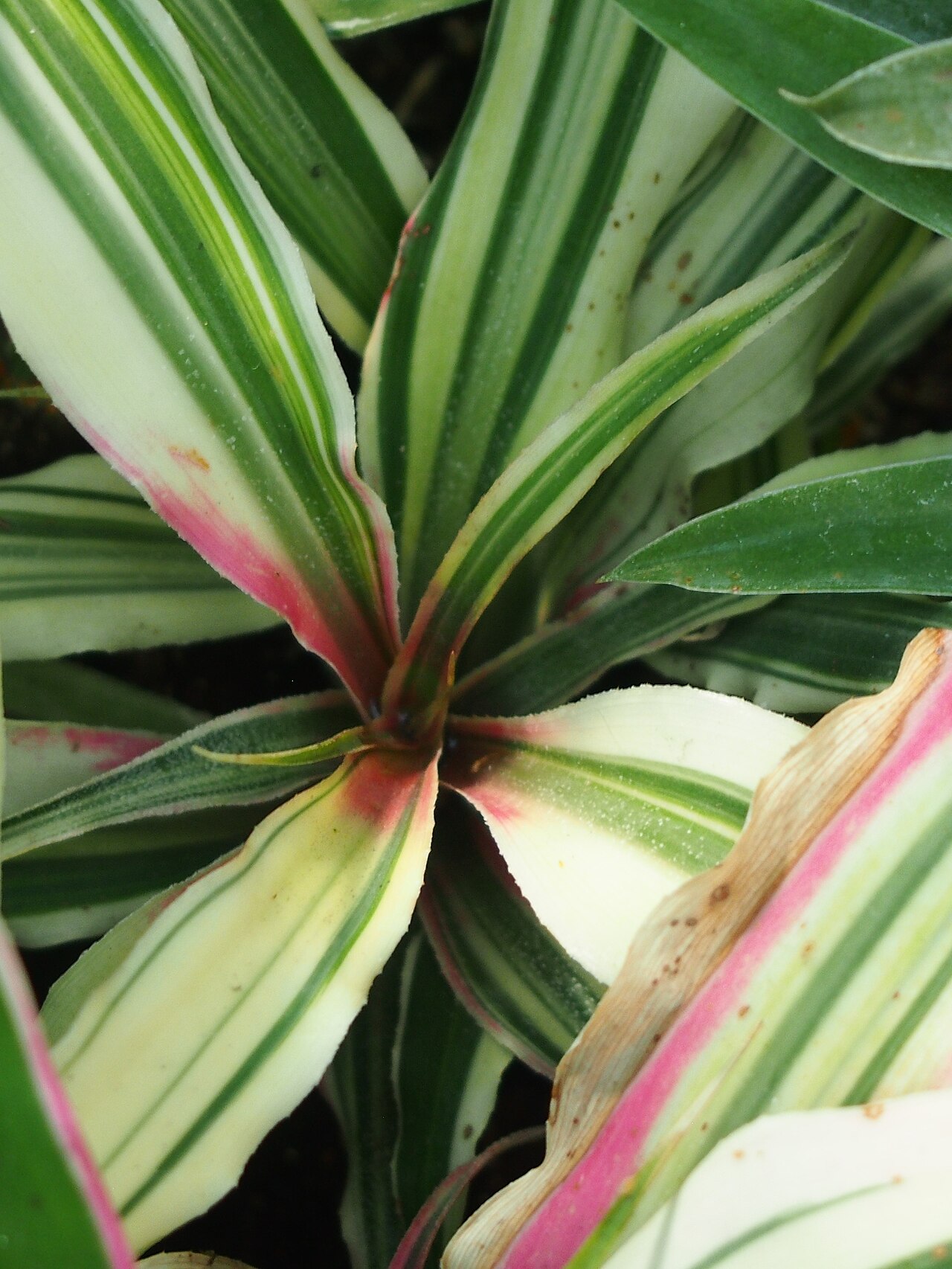 Cryptanthus bromelioides: Cryptanthus bromelioides var. tricolor cultivated in Wrocław University Botanical Garden, Wrocław, Poland.