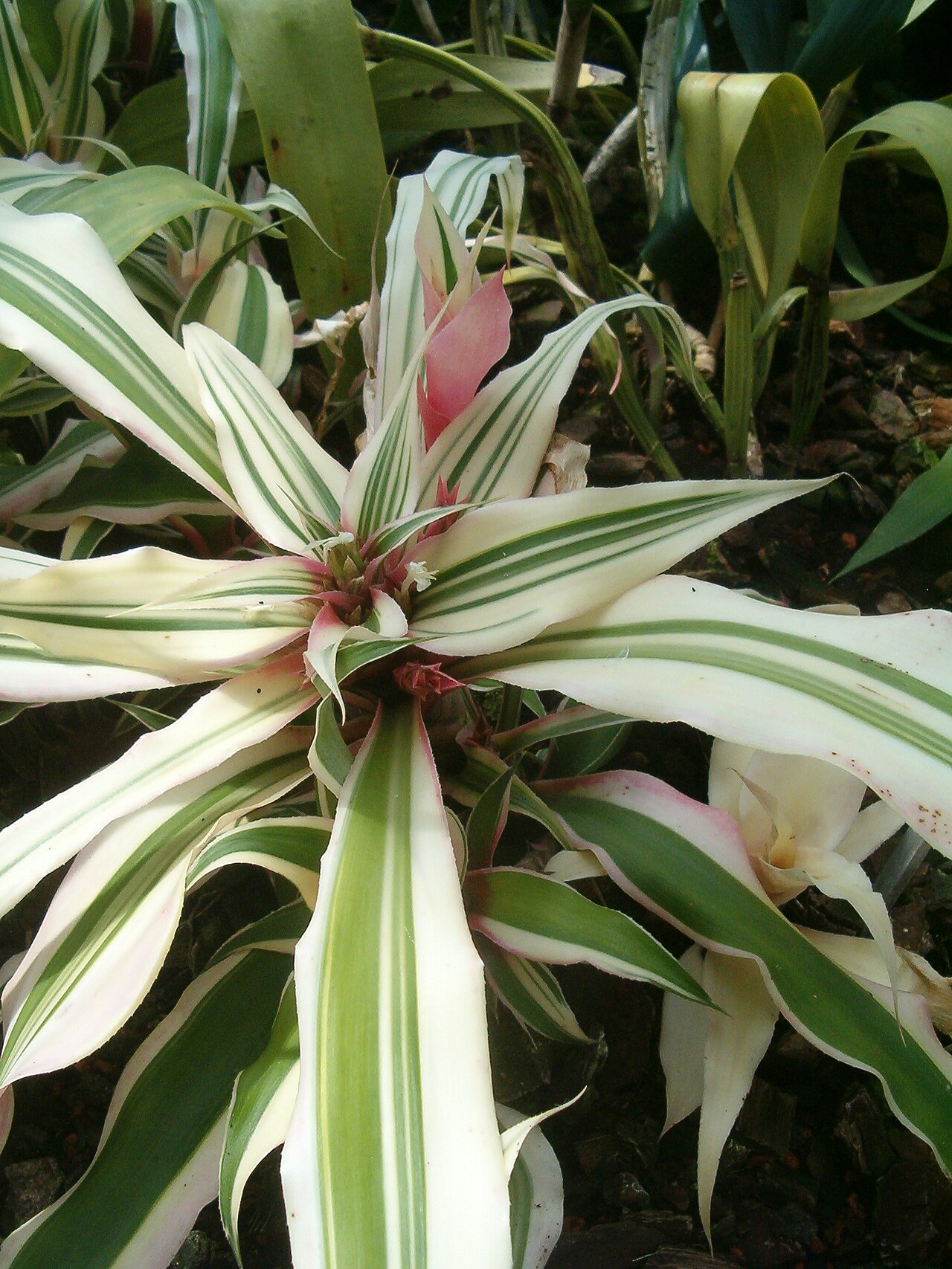 Cryptanthus bromelioides: At Botanical Gardens Berlin-Dahlem Species Cryptanthus bromelioides cv. 'Tricolor'