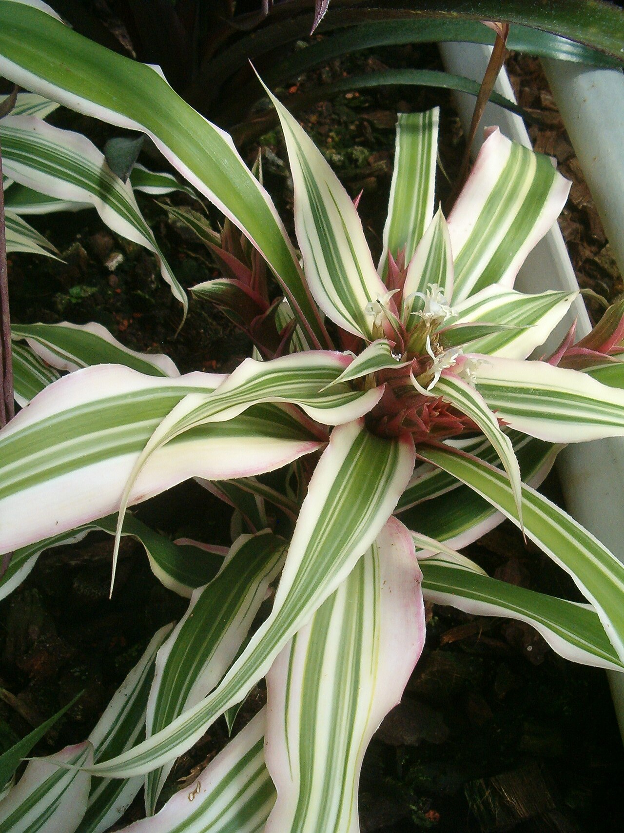 Cryptanthus bromelioides: At Botanical Gardens Berlin-Dahlem Species Cryptanthus bromelioides cv. 'Tricolor'