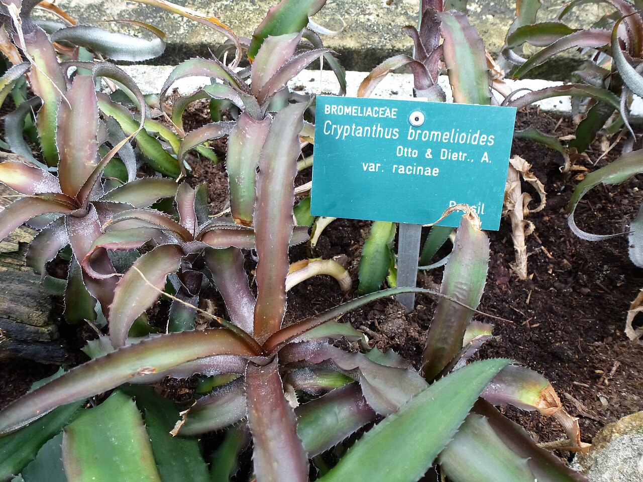 Cryptanthus bromelioides: Cryptanthus bromelioides var. racinae - Serres d'Auteuil - Jardin botanique de la Ville de Paris - France