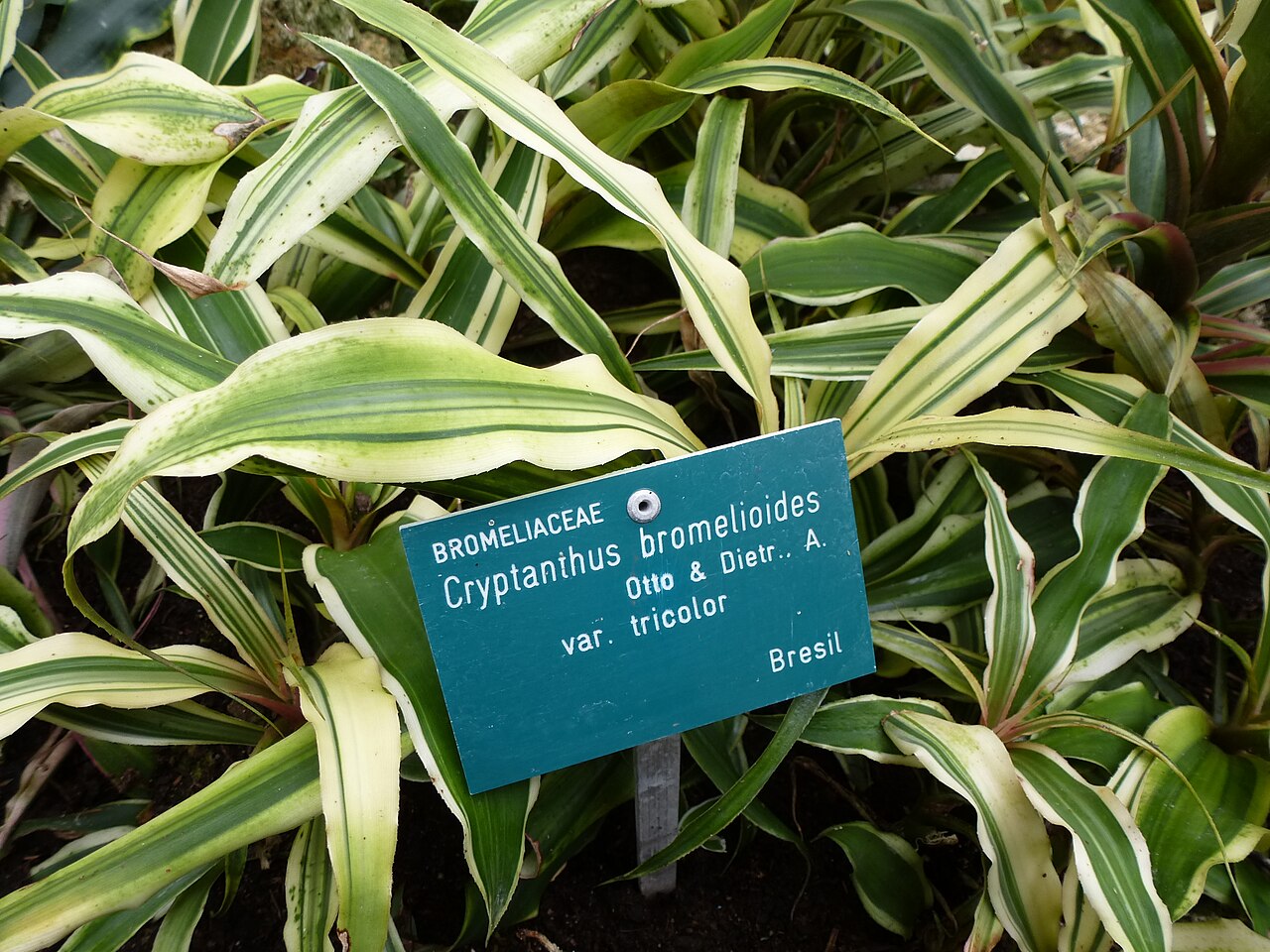 Cryptanthus bromelioides: Cryptanthus bromelioides var. tricolor - Serres d'Auteuil - Jardin botanique de la Ville de Paris - France