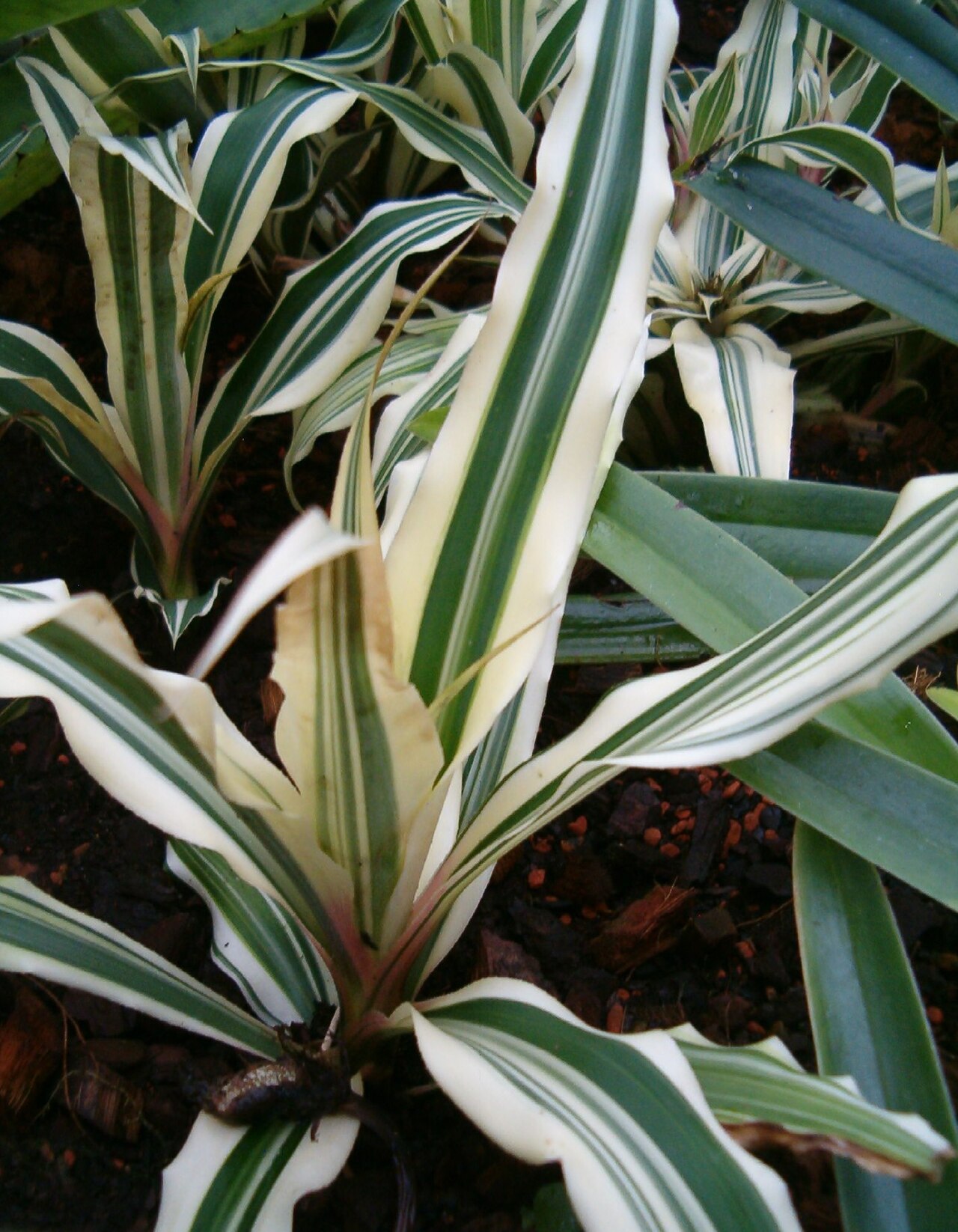 Cryptanthus bromelioides: Location: Botanical Gardens Berlin Dahlem Habitus
