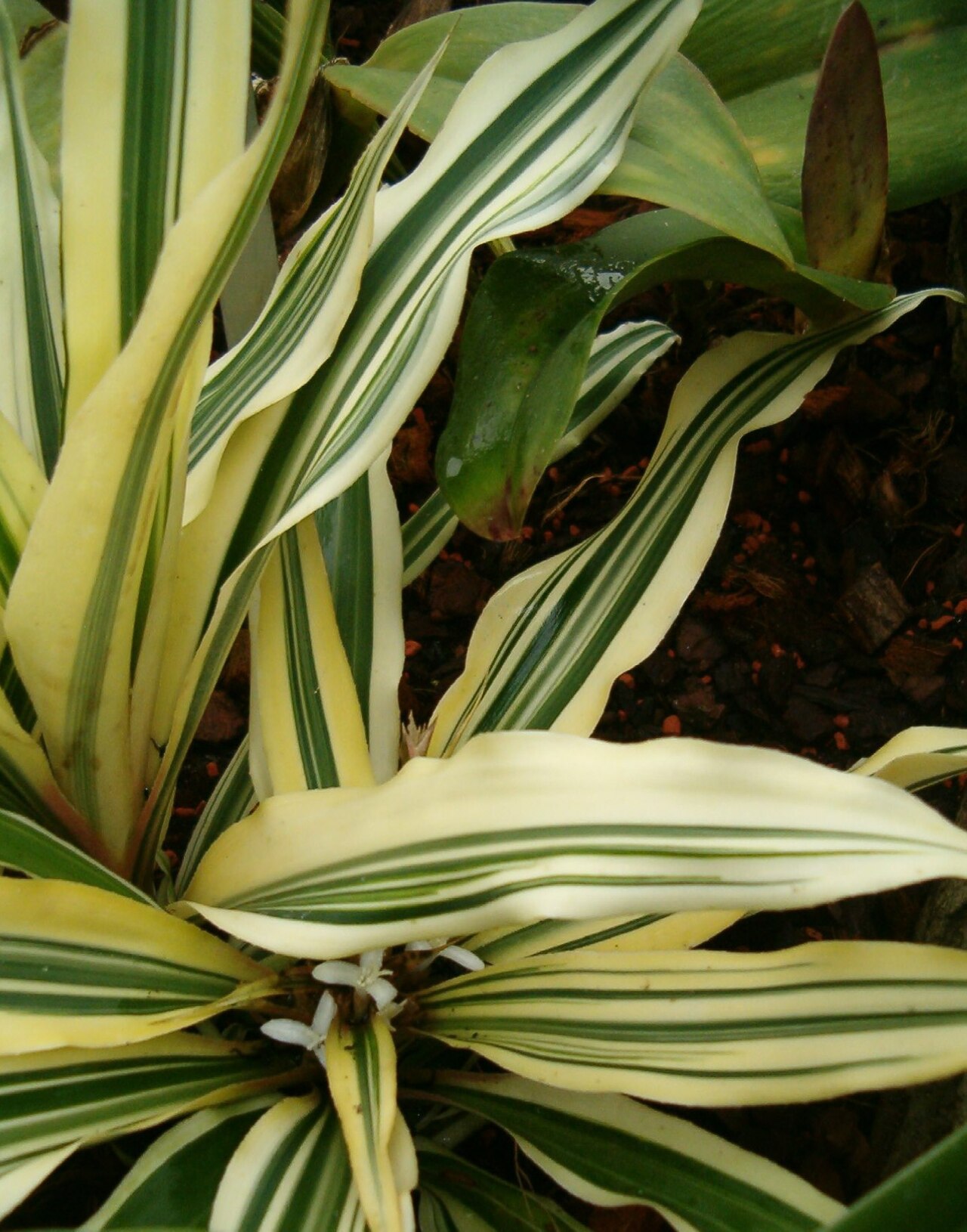 Cryptanthus bromelioides: Location: Botanical Gardens Berlin Dahlem Habitus and Inflorescence