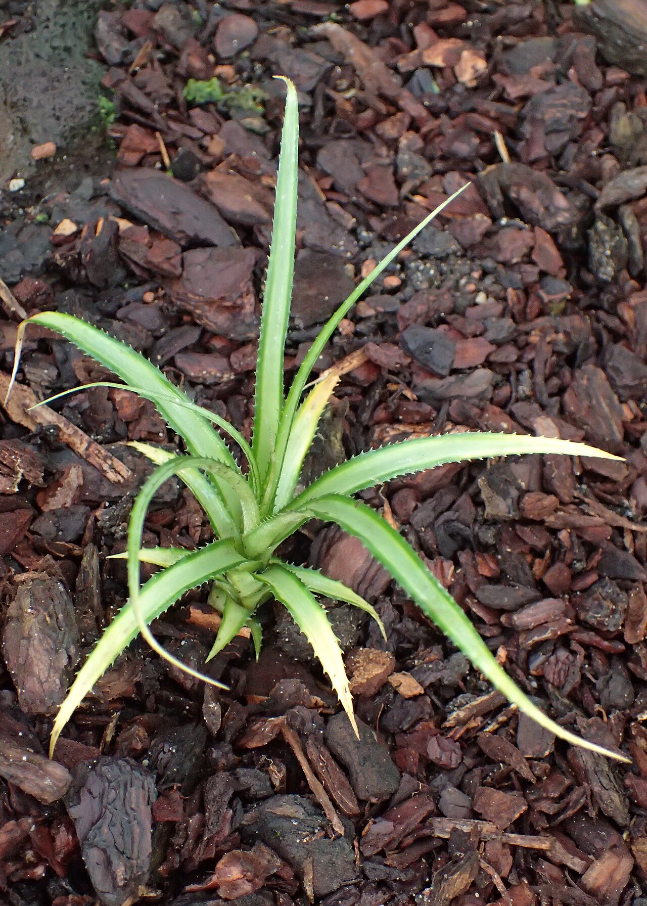 Cryptanthus colnagoi: Cryptanthus colnagoi in the Botanischer Garten, Berlin-Dahlem