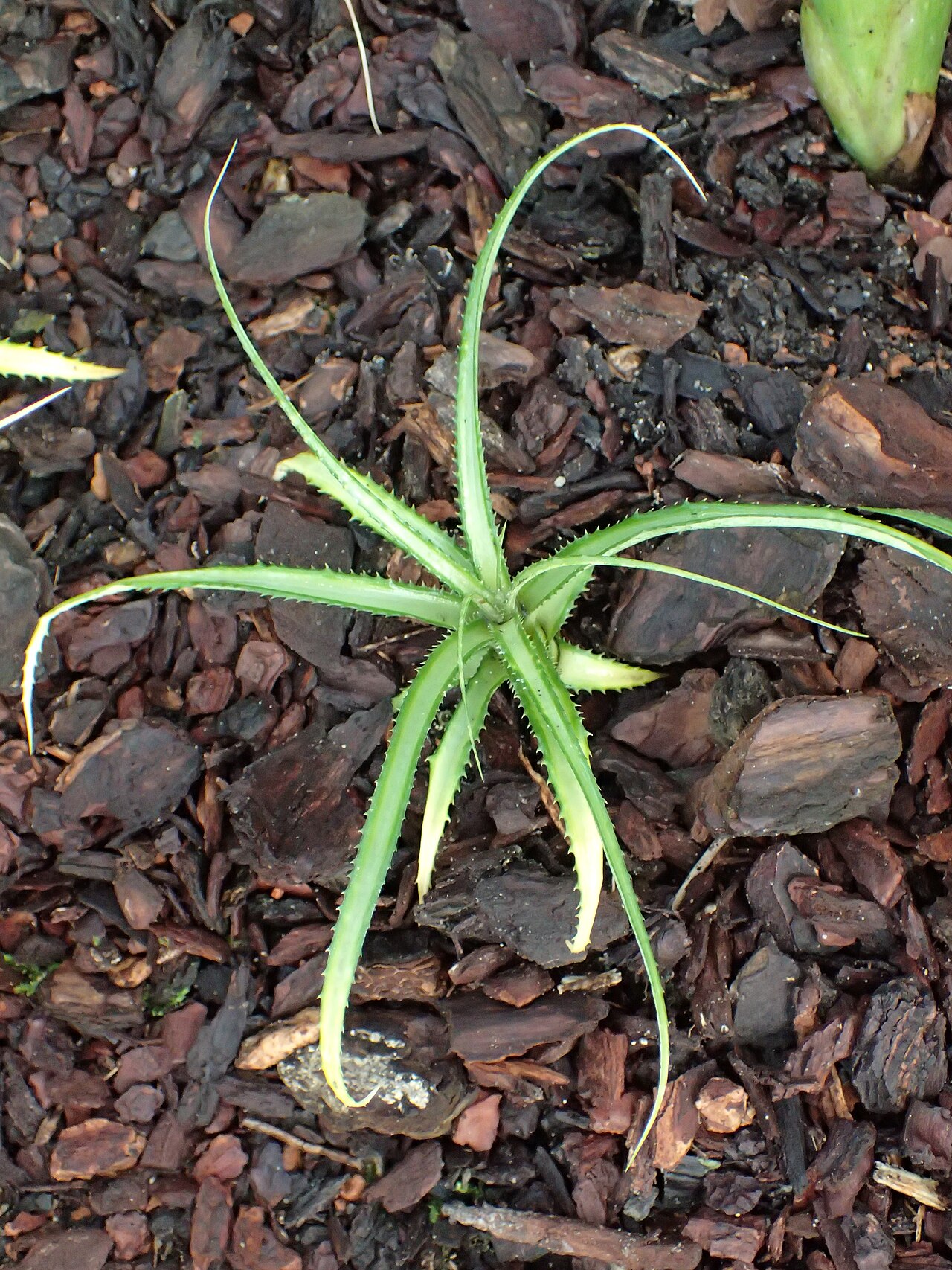 Cryptanthus colnagoi: Cryptanthus colnagoi in the Botanischer Garten, Berlin-Dahlem