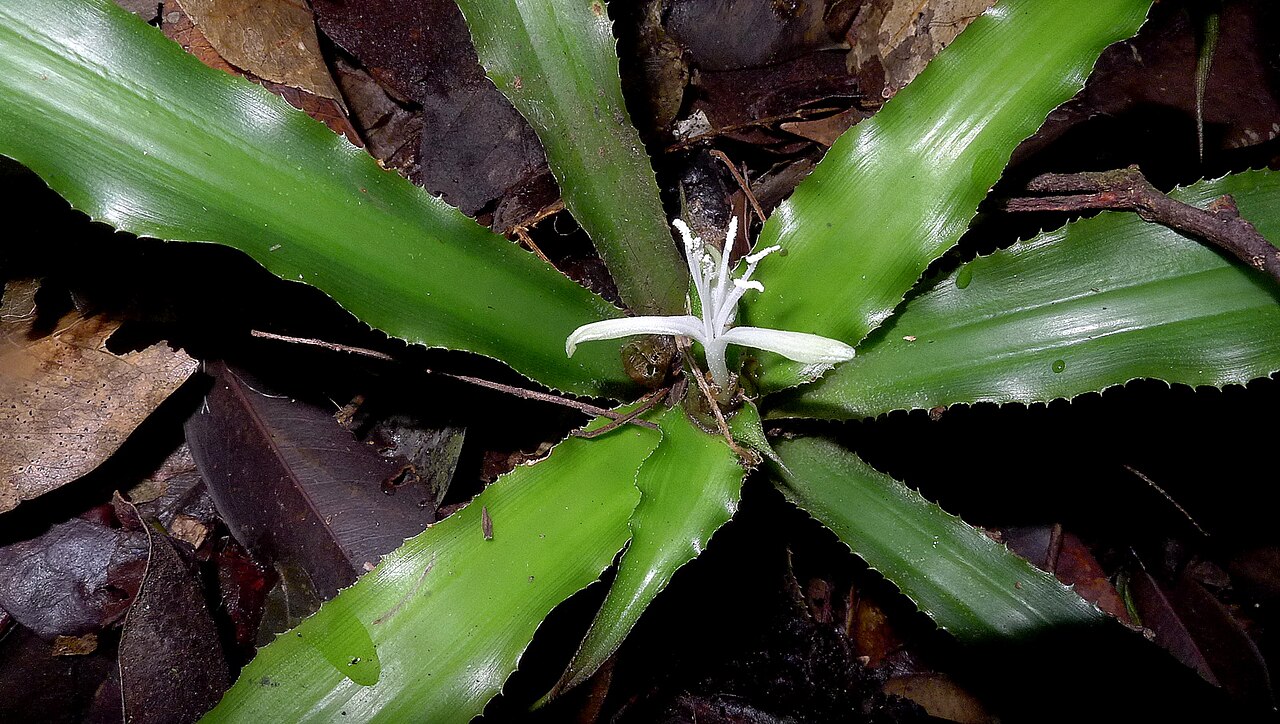 Cryptanthus coriaceus: Cryptanthus coriaceus Leme