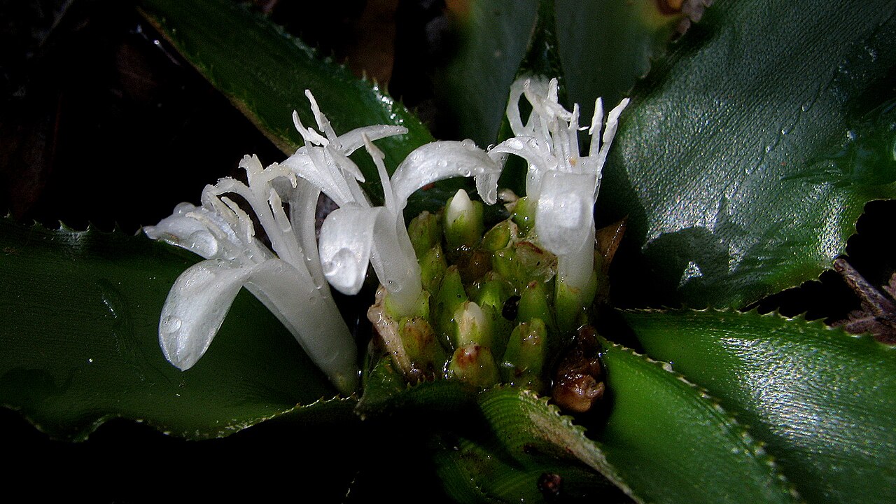 Cryptanthus coriaceus: Cryptanthus coriaceus Leme