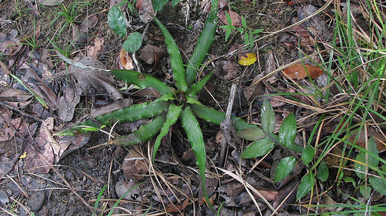 Cryptanthus coriaceus: Cryptanthus coriaceus Leme