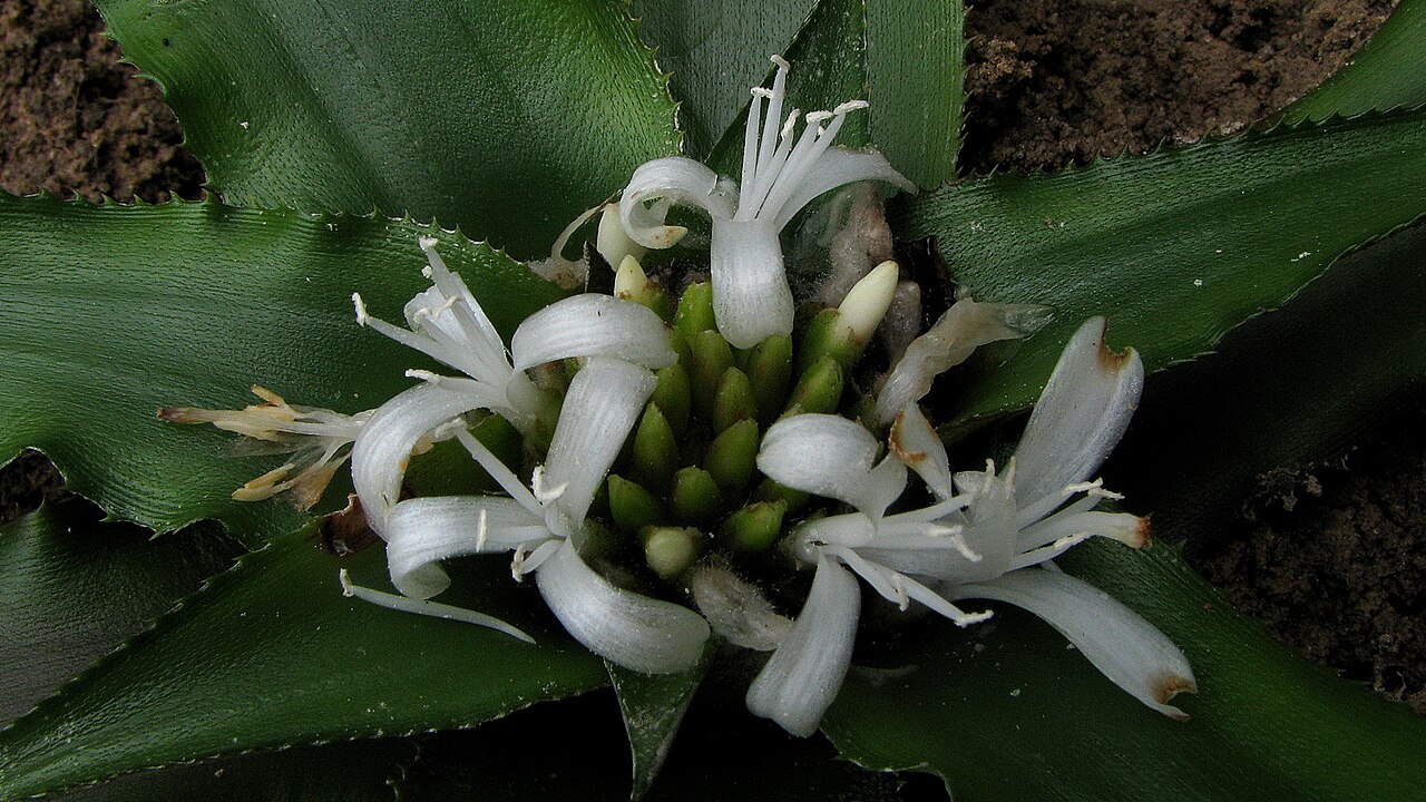 Cryptanthus coriaceus: Cryptanthus coriaceus Leme