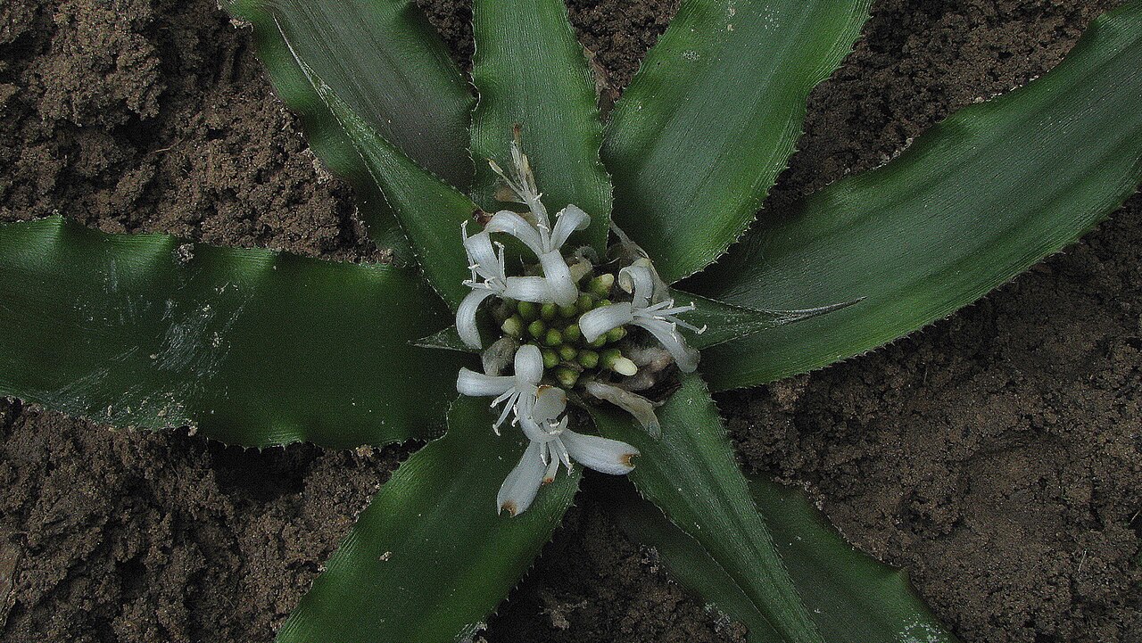 Cryptanthus coriaceus: Cryptanthus coriaceus Leme