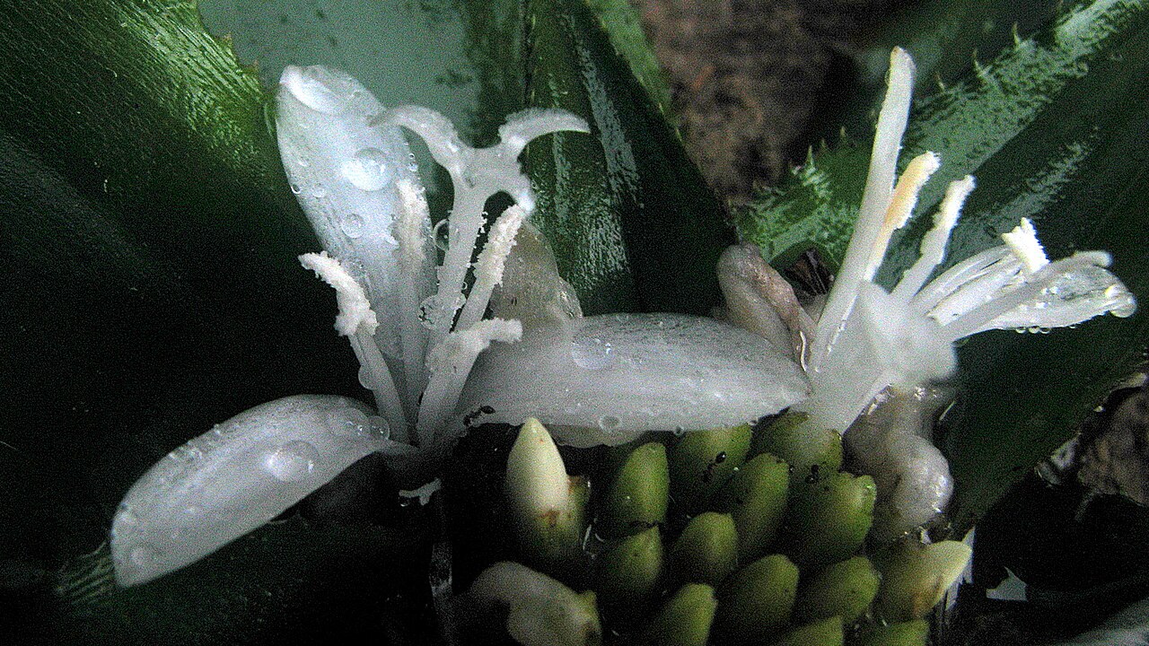 Cryptanthus coriaceus: Cryptanthus coriaceus Leme