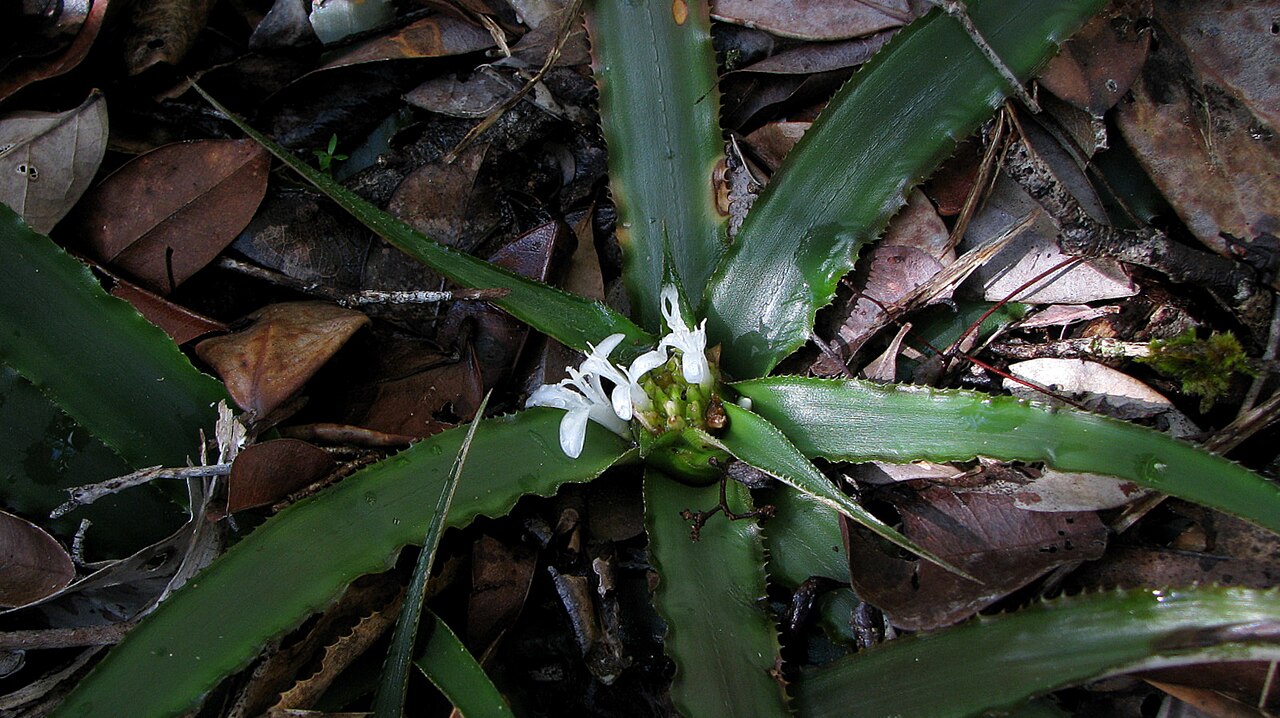 Cryptanthus coriaceus: Cryptanthus coriaceus Leme
