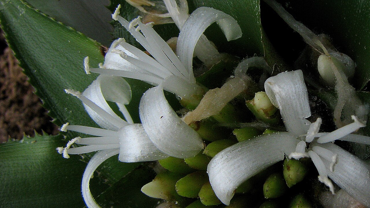 Cryptanthus coriaceus: Cryptanthus coriaceus Leme