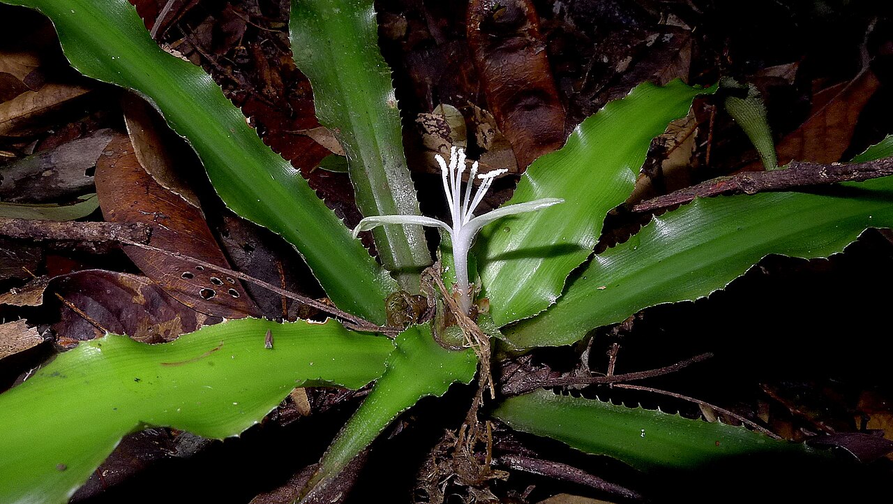 Cryptanthus coriaceus: Cryptanthus coriaceus Leme