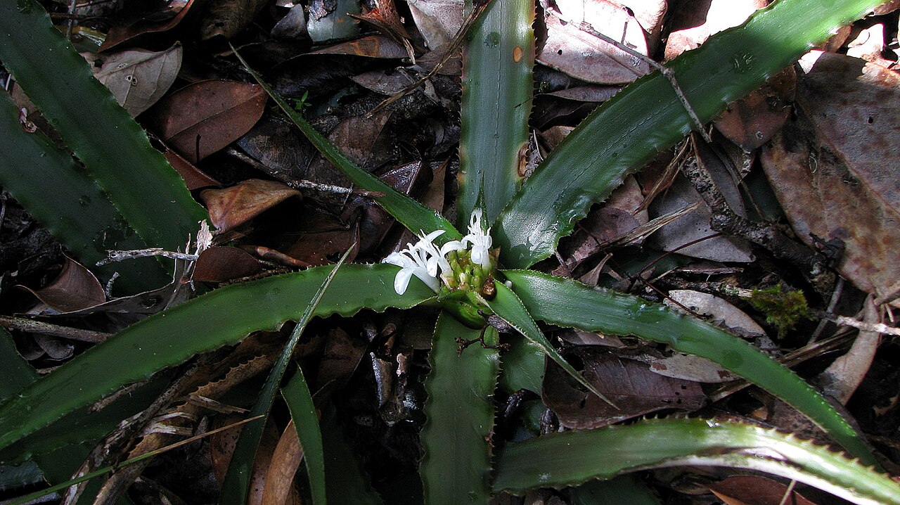 Cryptanthus coriaceus: Cryptanthus coriaceus Leme