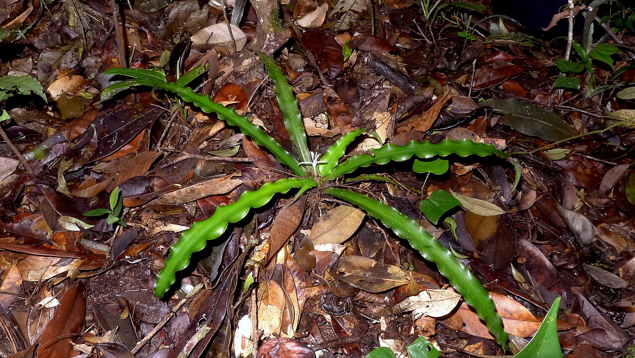 Cryptanthus coriaceus: Cryptanthus coriaceus Leme