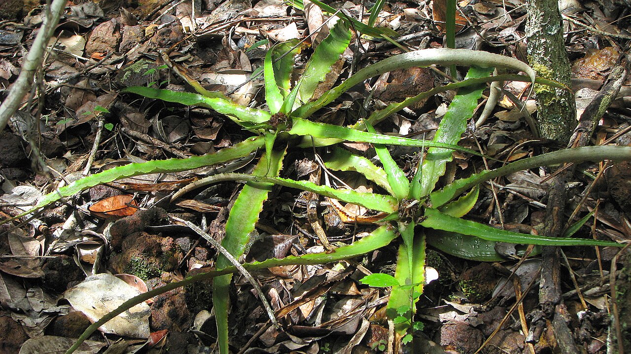 Cryptanthus coriaceus: Cryptanthus coriaceus Leme