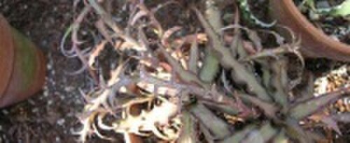 Cryptanthus delicatus: A plant named, Cryptanthus growing in a garden in Brazil