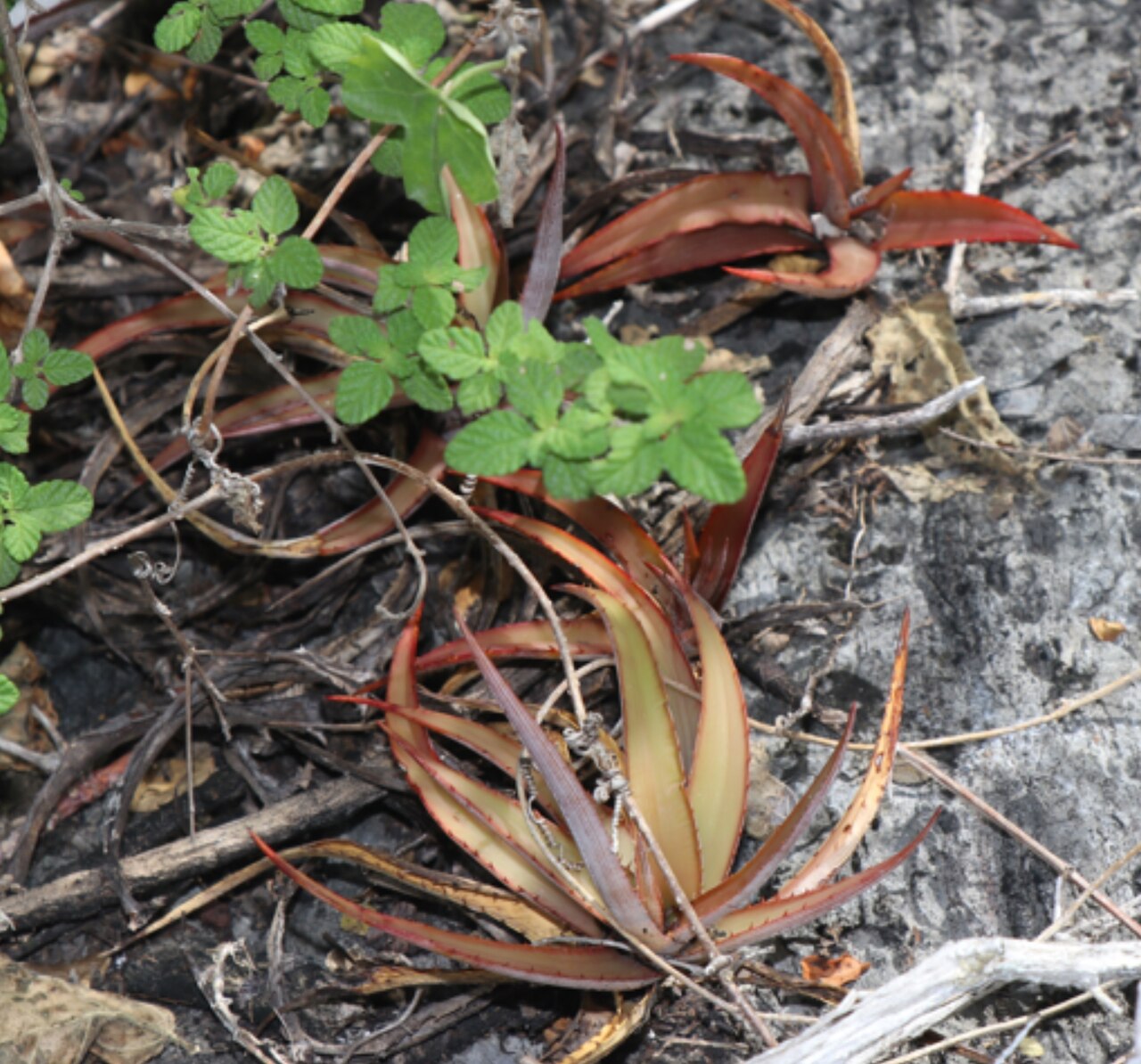 Cryptanthus heimenii: Cryptanthus heimenii am Typstandort, Sergipe, Brasilien
