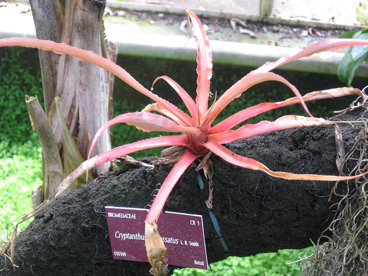 Cryptanthus incrassatus: Cryptanthus incrassatus Botanical Conservatory of Brest Native name Conservatoire botanique national de Brest Location Brest , France Coordinates 48° 24′ 10.35″