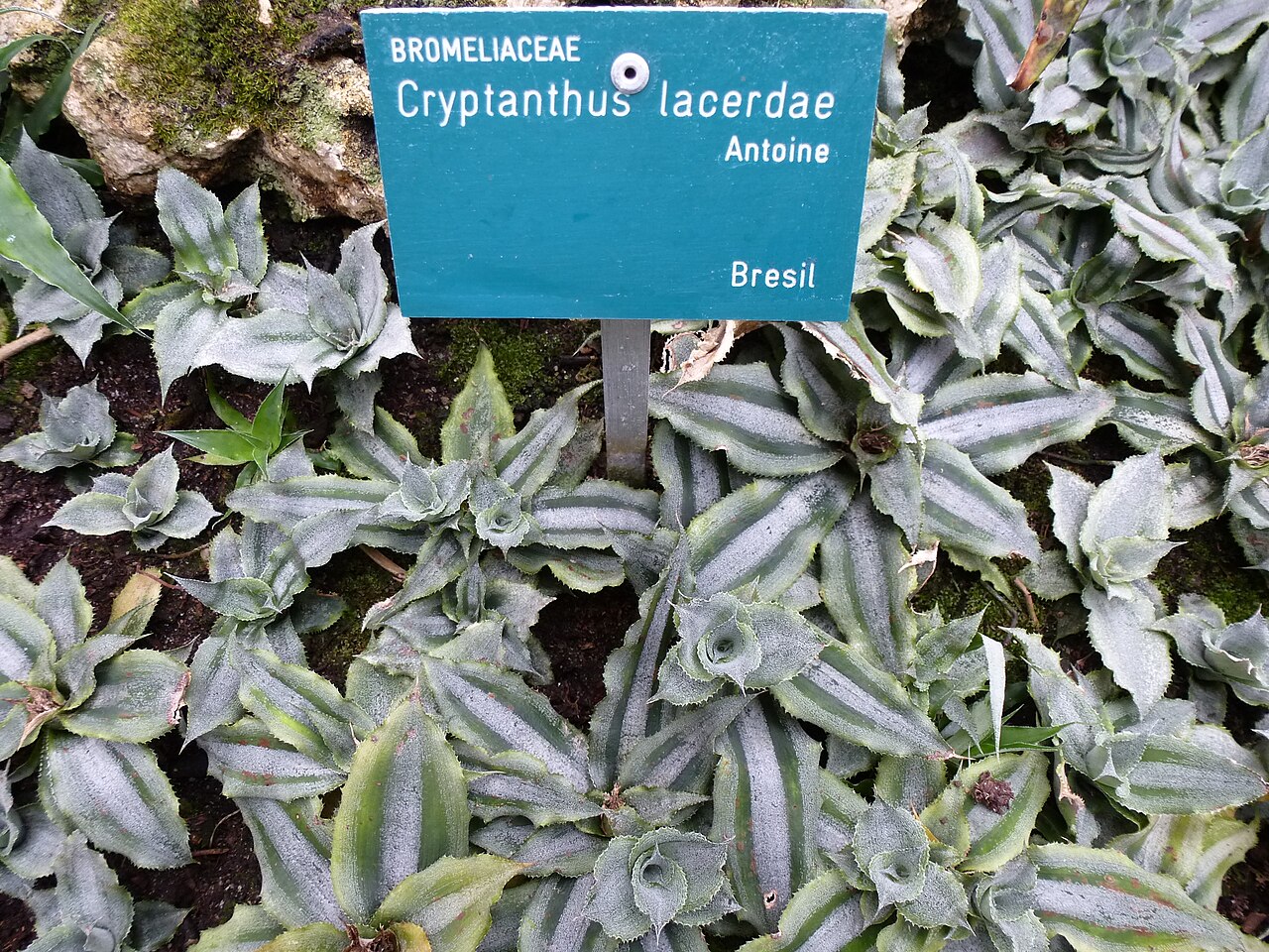 Cryptanthus lacerdae: Cryptanthus lacerdae - Serres d'Auteuil - Jardin botanique de la Ville de Paris - France