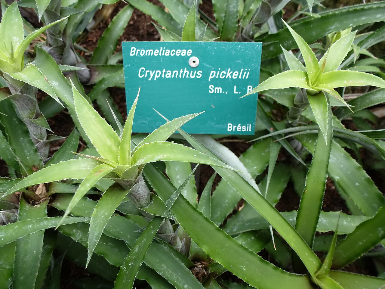 Cryptanthus pickelii: Cryptanthus pickelii - Serres d'Auteuil - Jardin botanique de la Ville de Paris - France