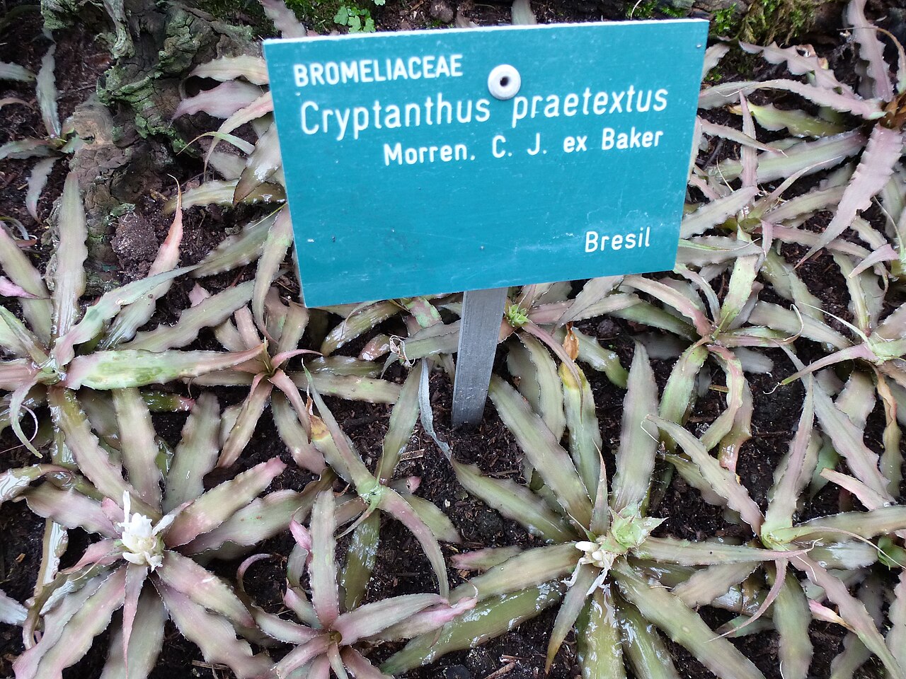 Cryptanthus praetextus: Cryptanthus praetextus - Serres d'Auteuil - Jardin botanique de la Ville de Paris - France