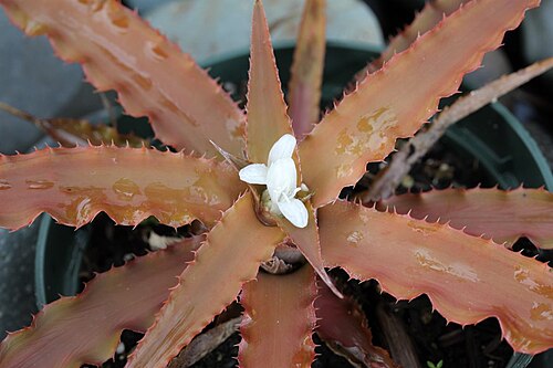 Cryptanthus warren-loosei: Cryptanthus warren-loosei