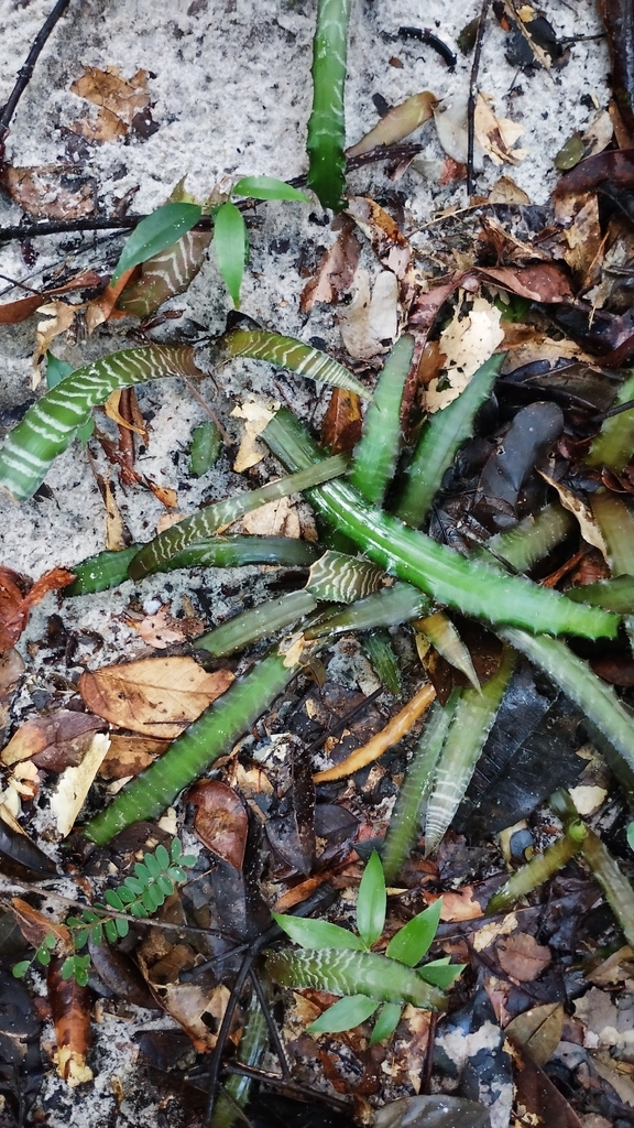 Cryptanthus zonatus (Cryptanthus zonatus)