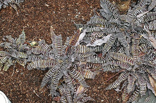 Cryptanthus zonatus: Location taken: Rawlings Conservatory & Botanic Gardens, Baltimore MD USA. Names: Cryptanthus zonatus 'Zebrinus' , Zebra Plan Classification: Plantae > Angiospe