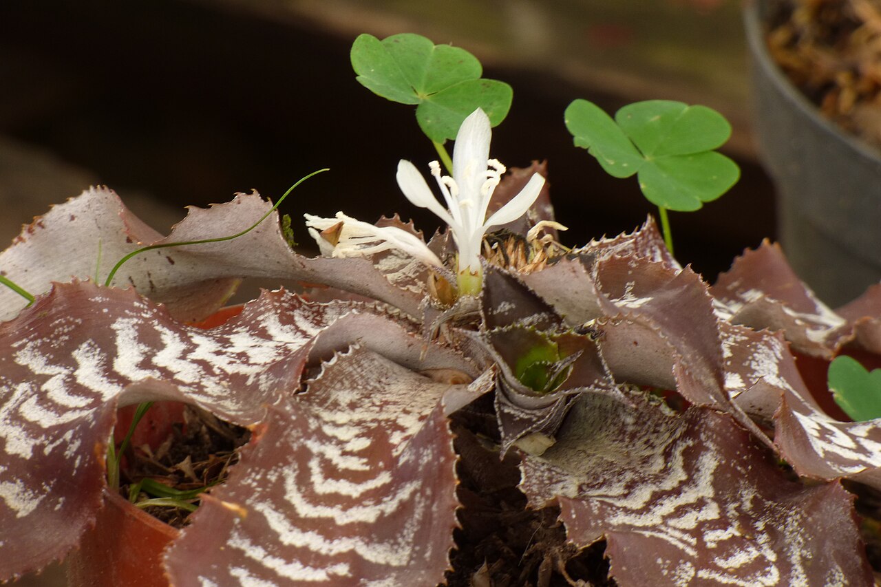 Cryptanthus zonatus: Estrella de tierra