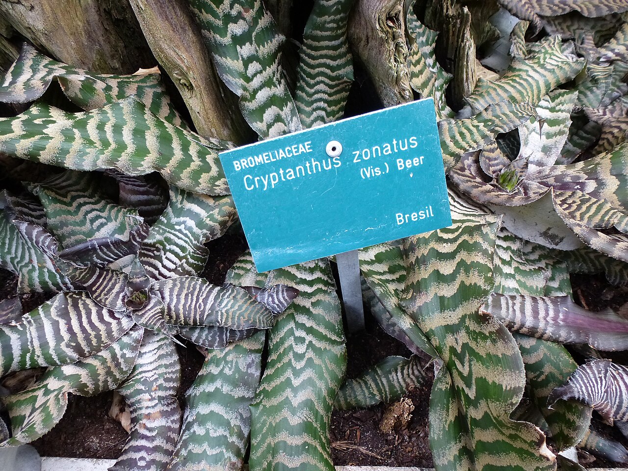 Cryptanthus zonatus: Cryptanthus zonatus - Serres d'Auteuil - Jardin botanique de la Ville de Paris - France