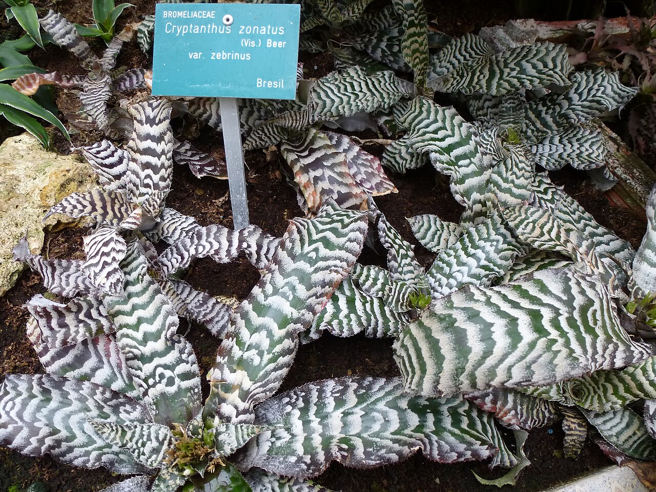 Cryptanthus zonatus: Cryptanthus zonatus var. zebrinus - Serres d'Auteuil - Jardin botanique de la Ville de Paris - France