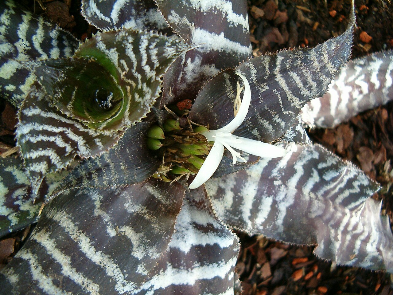 Cryptanthus zonatus (Cryptanthus zonatus)