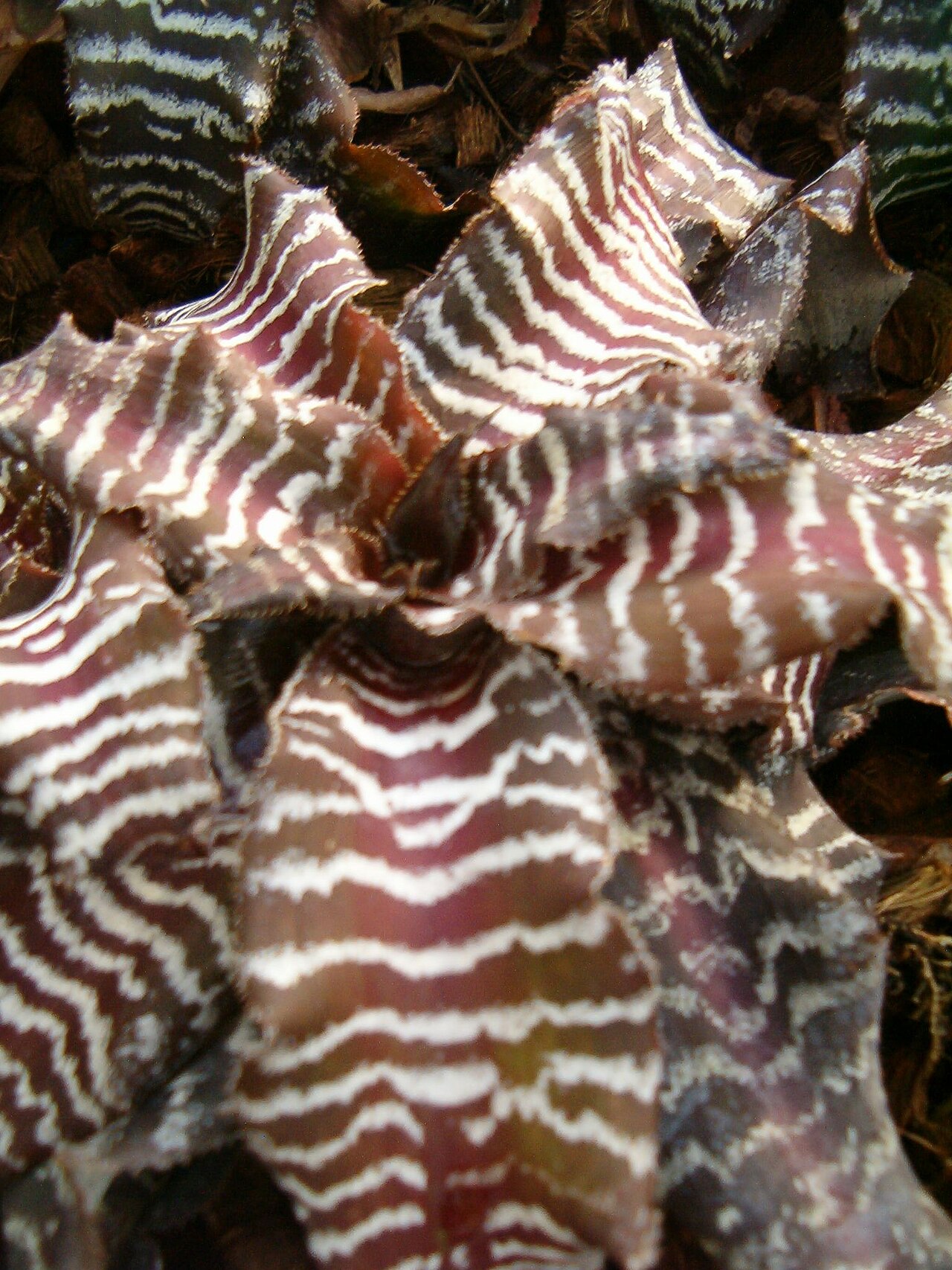 Cryptanthus zonatus (Cryptanthus zonatus)