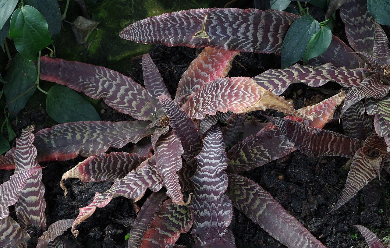 Cryptanthus zonatus: Cryptanthus zonatus fusca - Kew Gardens
