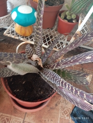 Cryptanthus zonatus (Cryptanthus zonatus)