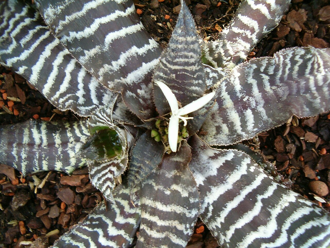 Cryptanthus zonatus (Cryptanthus zonatus)