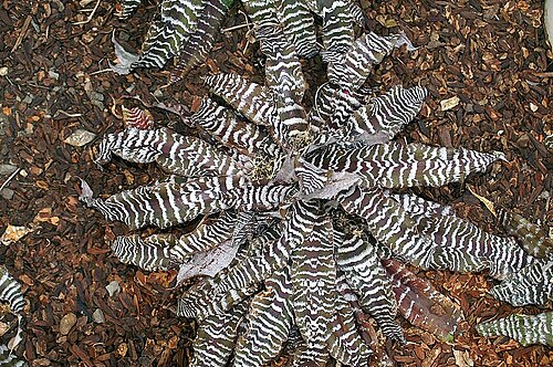 Cryptanthus zonatus: Location taken: Rawlings Conservatory & Botanic Gardens, Baltimore MD USA. Names: Cryptanthus zonatus 'Zebrinus' , Zebra Plan Classification: Plantae > Angiospe