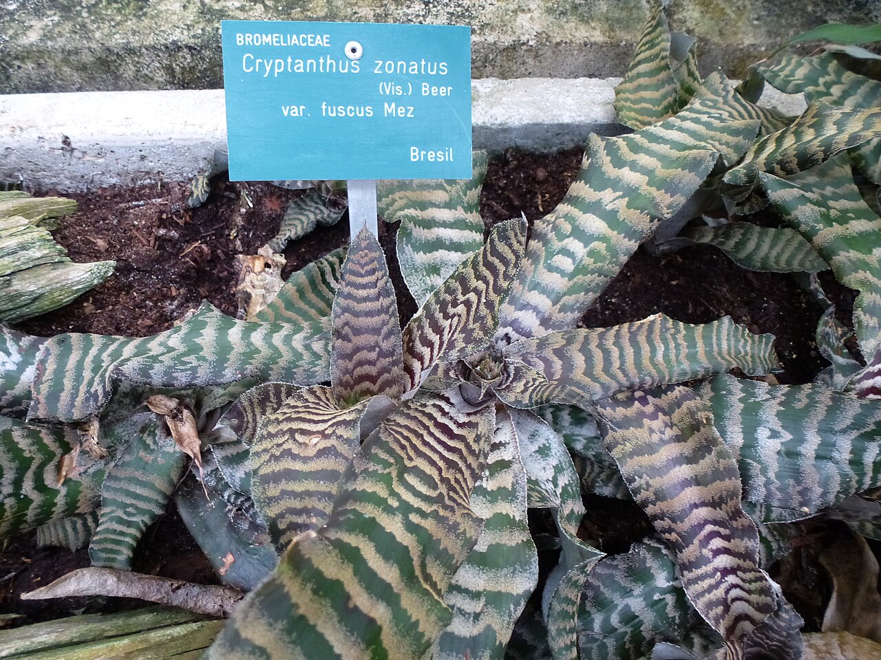 Cryptanthus zonatus: Cryptanthus zonatus var. fuscus - Serres d'Auteuil - Jardin botanique de la Ville de Paris - France
