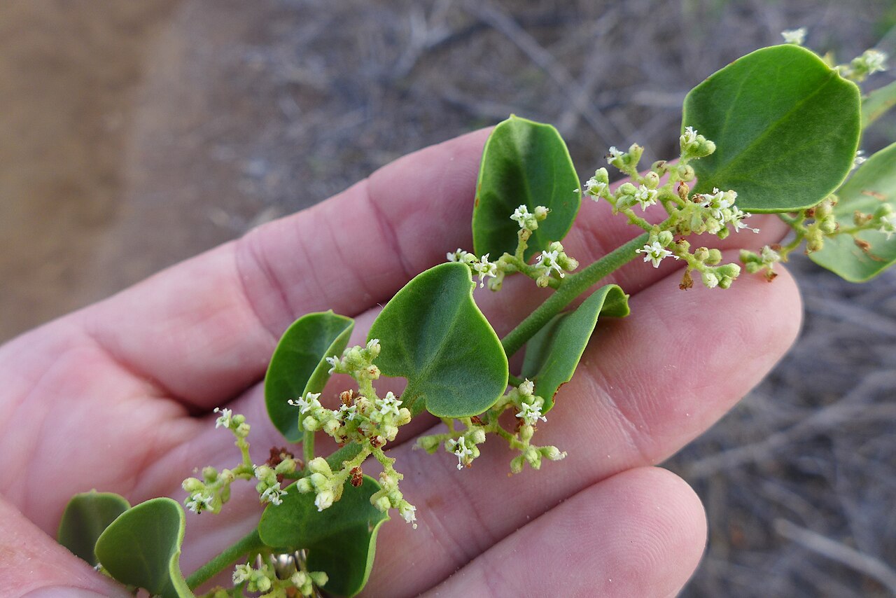 Cryptocarpus pyriformis: Photo 2879892, (c) icosahedron, some rights reserved