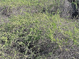 Cryptocarpus pyriformis: Location taken: Galapagos. Names: Cryptocarpus pyriformis Kunth , Salt Bush, Saltbus Classification: Plantae > Magnoliophyta > Magnoliopsida > Caryophyllales >