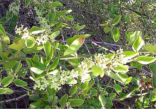 Cryptocarpus pyriformis: Names: Cryptocarpus pyriformis Kunth , Salt Bush, Saltbus Classification: Plantae > Magnoliophyta > Magnoliopsida > Caryophyllales > Nyctaginaceae > Boldoeae >
