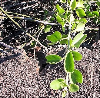 Cryptocarpus pyriformis: Names: Cryptocarpus pyriformis Kunth , Salt Bush, Saltbus Classification: Plantae > Magnoliophyta > Magnoliopsida > Caryophyllales > Nyctaginaceae > Boldoeae >